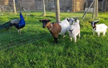 Zoothérapie Zoothérapie